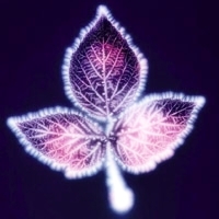 Aura of a Leaf