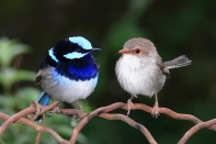 Colorful Birds